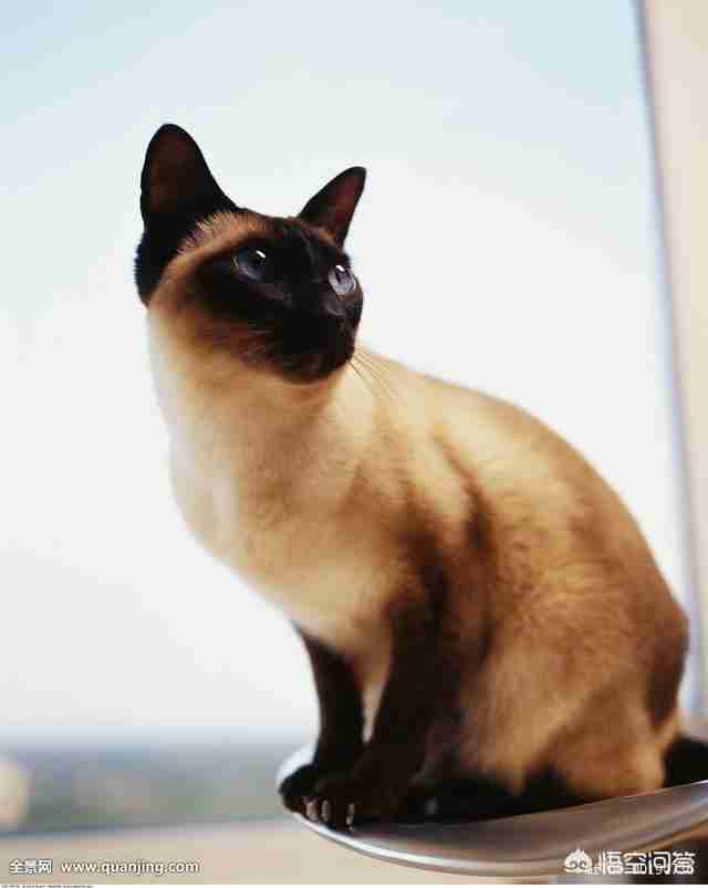 宠物猫品种和价格图片（品种猫图片及价格）-第5张图片