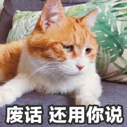 废话还用你说?