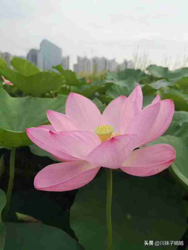 遂宁旅游景点推荐加介绍（遂宁旅游景点排名）-第3张图片