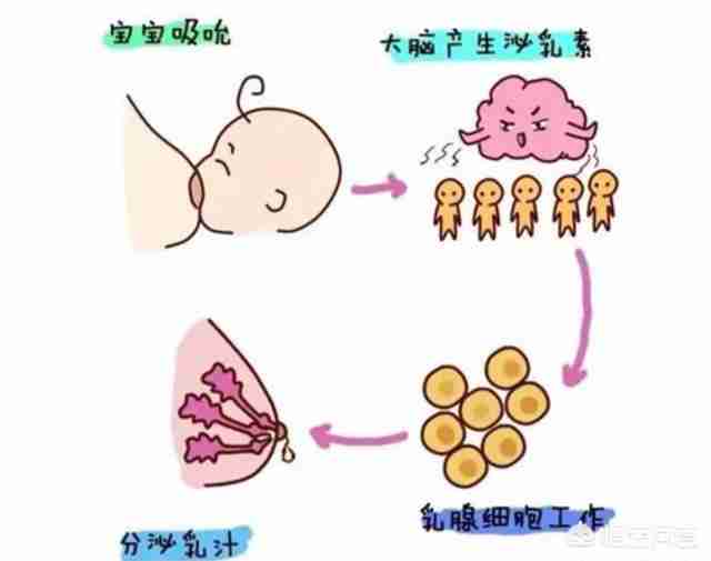 麦乳精回奶效果好吗(维生素b6回奶效果好吗)-第4张图片 麦乳精回奶效果好吗(维生素b6回奶效果好吗)-第4张图片