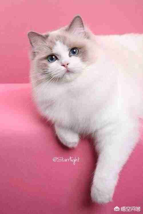 宠物猫品种和价格图片（品种猫图片及价格）-第8张图片