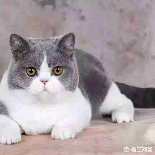 宠物猫品种和价格图片（品种猫图片及价格）-第1张图片