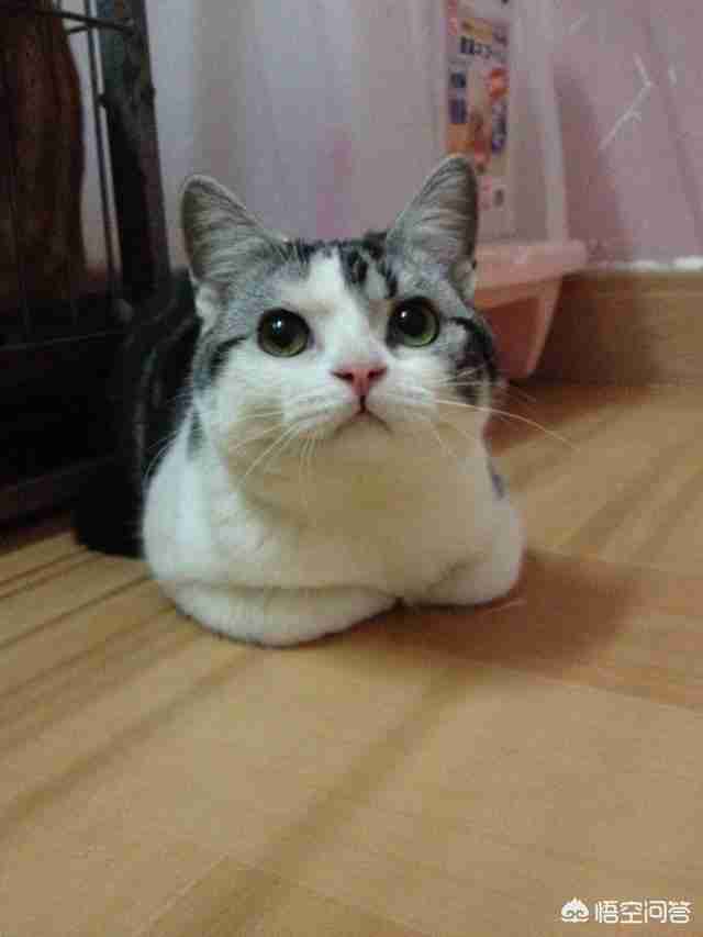 宠物猫品种和价格图片（品种猫图片及价格）-第4张图片