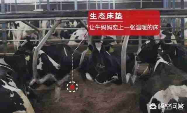 婴儿奶粉推荐知乎（婴儿奶粉知乎）-第6张图片