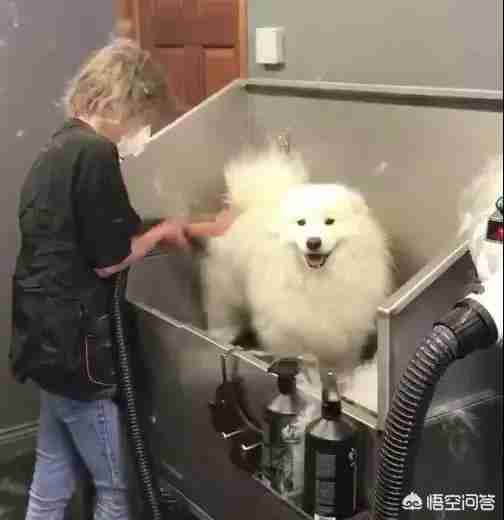 匈牙利牧羊犬图片（匈牙利长毛牧羊犬）-第18张图片