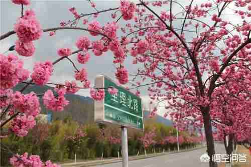 预防医学专业排名大学校友会（大理大学预防医学排名）-第4张图片
