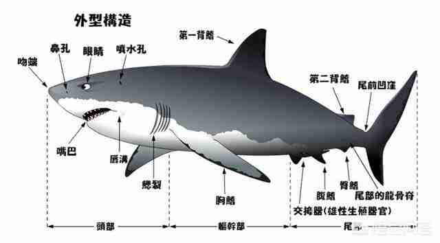 哥布林鲨鱼图片简笔画（锤头鲨鱼图片简笔画）-第2张图片