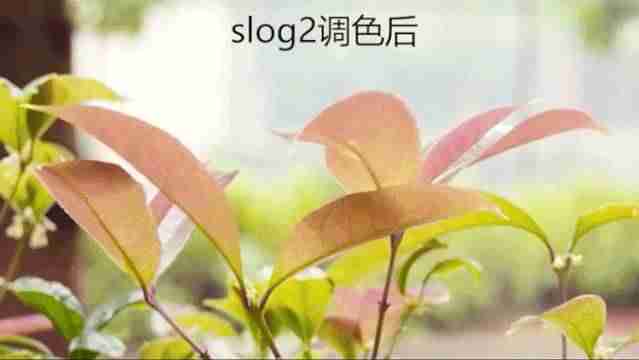 短视频怎么拍好看(新手制作短视频教程)-第17张图片 短视频怎么拍好看(新手制作短视频教程)-第17张图片