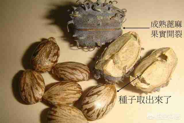 世界上最毒的物质十大排行榜下集（世界上最毒的十大物质是什么视频）-第4张图片