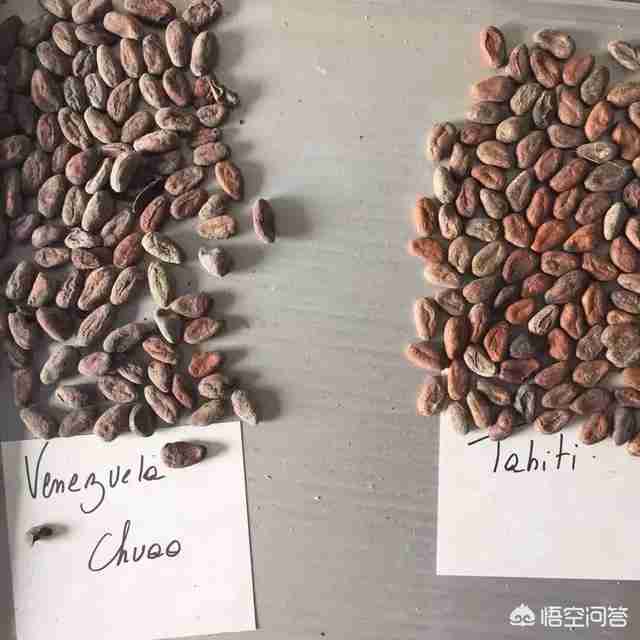 世界上最好的巧克力是哪个品牌(世界十大巧克力品牌排行榜)-第20张图片 世界上最好的巧克力是哪个品牌(世界十大巧克力品牌排行榜)-第20张图片