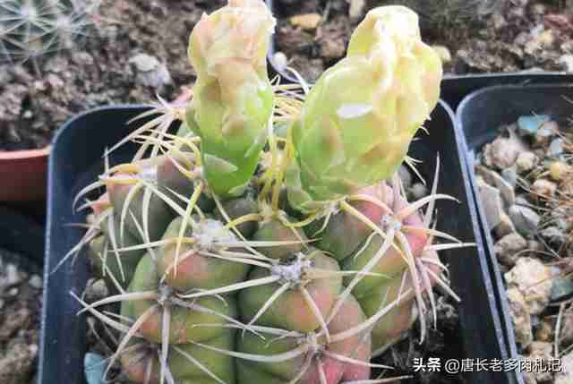 种仙人球用什么土最好(仙人球用什么土栽最好)-第2张图片 种仙人球用什么土最好(仙人球用什么土栽最好)-第2张图片