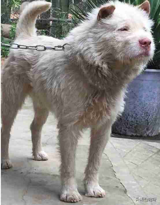 世界名犬品种大全图片名字（世界名犬图片大全）-第4张图片