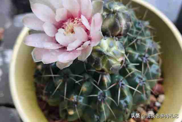 种仙人球用什么土最好(仙人球用什么土栽最好)-第3张图片 种仙人球用什么土最好(仙人球用什么土栽最好)-第3张图片