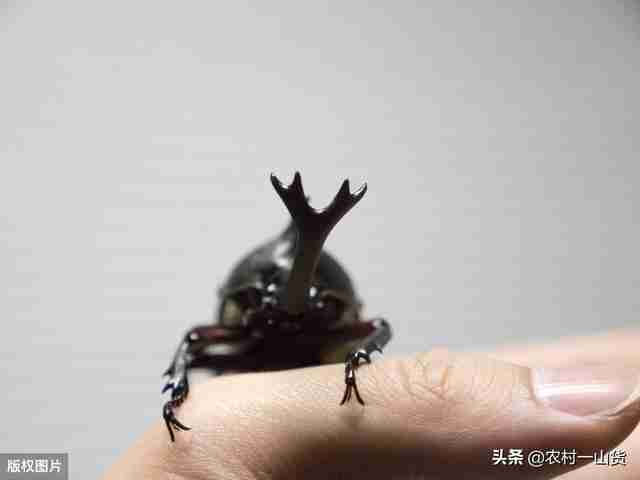 泰坦甲虫图片vs独角仙（甲虫独角仙）-第3张图片