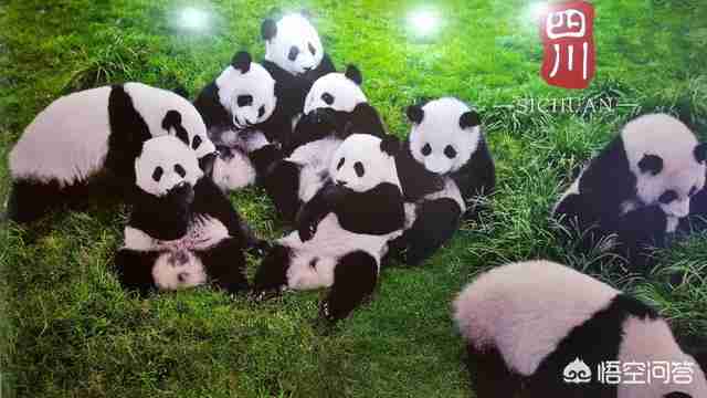 棕色熊猫中国有几只（棕色熊猫全世界有几只）-第2张图片