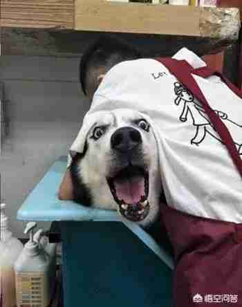 匈牙利牧羊犬图片（匈牙利长毛牧羊犬）-第4张图片