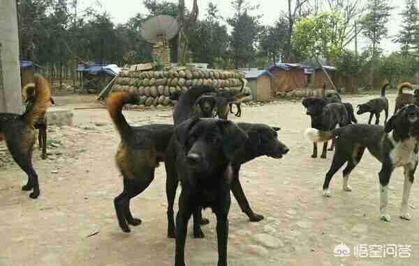 法老猎犬图片小狗（凉山猎犬图片小狗价格）-第3张图片