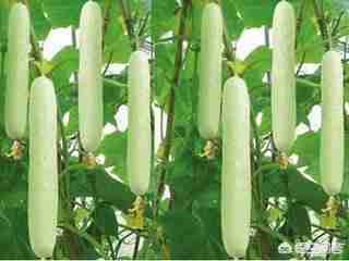 蓬莱有什么特产可以带（山东蓬莱有什么特产）-第6张图片