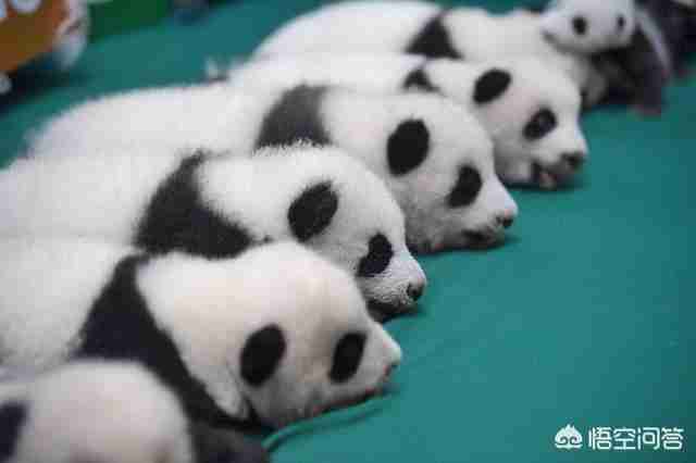 棕色熊猫中国有几只（棕色熊猫全世界有几只）-第3张图片