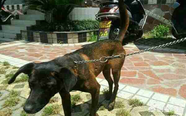 法老猎犬图片小狗（凉山猎犬图片小狗价格）-第4张图片