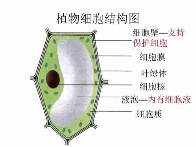 手动榨汁机挤压器好用吗（手动榨汁机挤压器有用吗）-第4张图片
