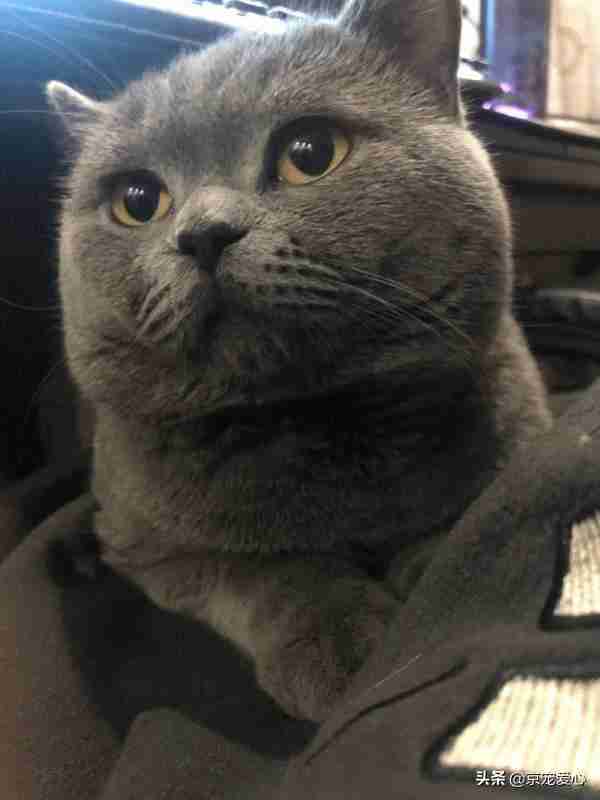宠物猫有哪些品种（宠物猫的品种大全排行）-第4张图片