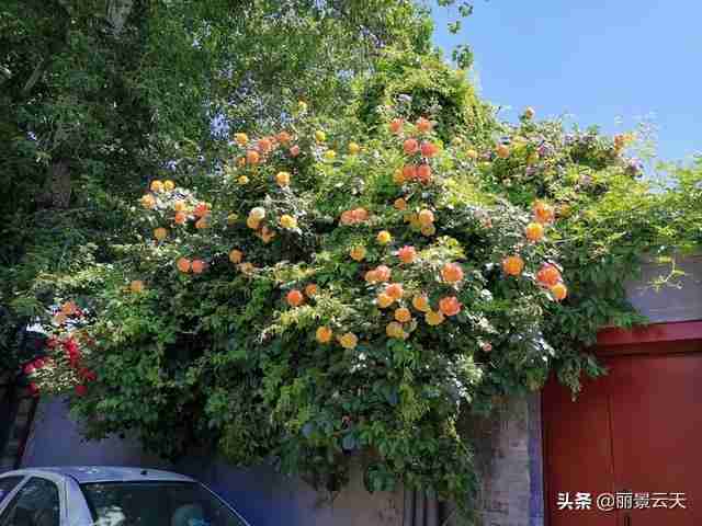 周口旅游景点大全景点排名榜（洛阳旅游景点大全景点排名榜）-第4张图片