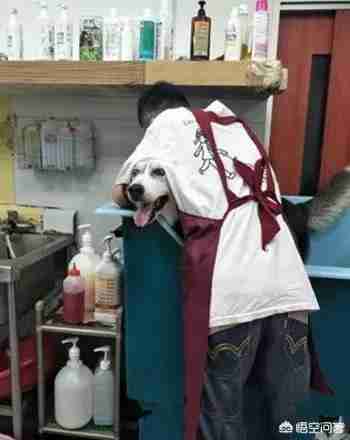 匈牙利牧羊犬图片（匈牙利长毛牧羊犬）-第3张图片
