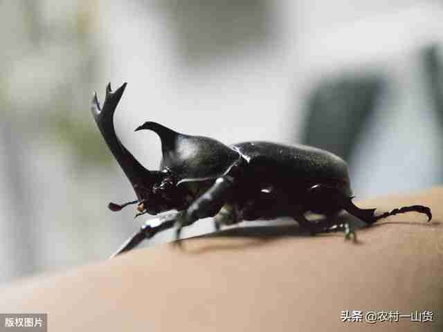 泰坦甲虫图片vs独角仙（甲虫独角仙）-第1张图片