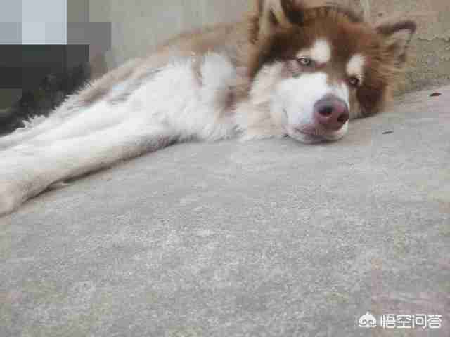 约克夏梗犬多少钱一只(约克夏多少钱一只纯种)-第3张图片 约克夏梗犬多少钱一只(约克夏多少钱一只纯种)-第3张图片