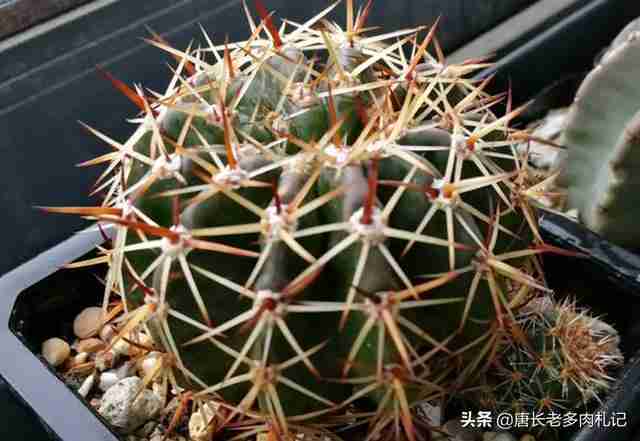 种仙人球用什么土最好(仙人球用什么土栽最好)-第1张图片 种仙人球用什么土最好(仙人球用什么土栽最好)-第1张图片