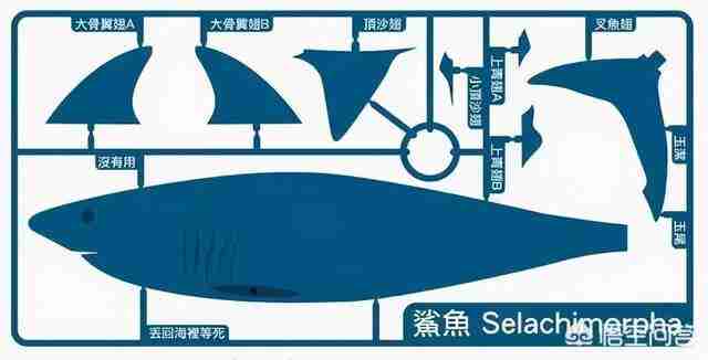 哥布林鲨鱼图片简笔画（锤头鲨鱼图片简笔画）-第8张图片