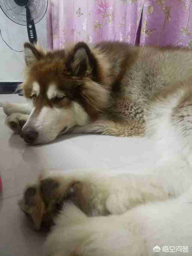 约克夏梗犬多少钱一只(约克夏多少钱一只纯种)-第2张图片 约克夏梗犬多少钱一只(约克夏多少钱一只纯种)-第2张图片