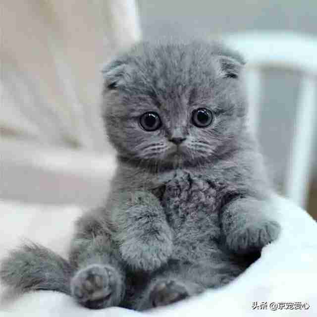 宠物猫有哪些品种（宠物猫的品种大全排行）-第2张图片