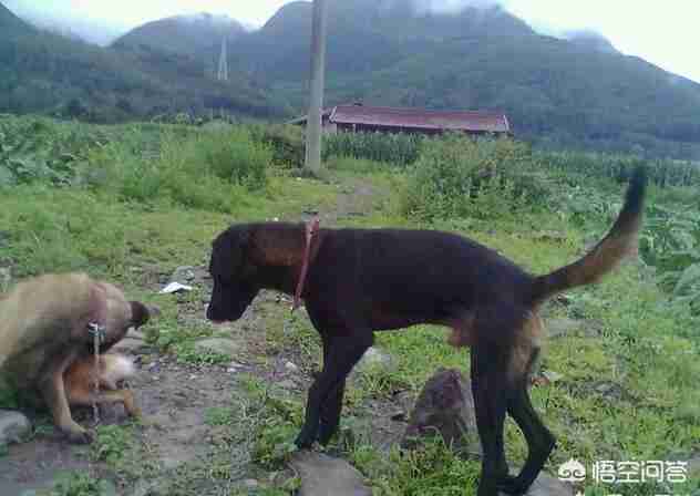 法老猎犬图片小狗（凉山猎犬图片小狗价格）-第2张图片