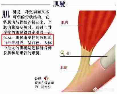 lumi胶原蛋白肽怎么样要空腹喝（lumi胶原蛋白肽粉怎么样）-第3张图片