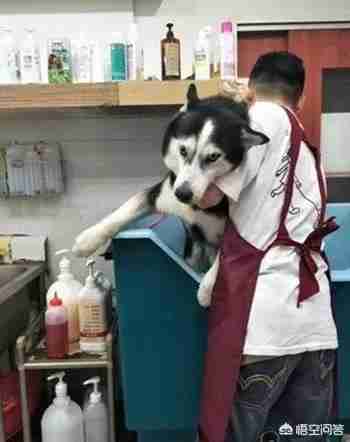 匈牙利牧羊犬图片（匈牙利长毛牧羊犬）-第2张图片