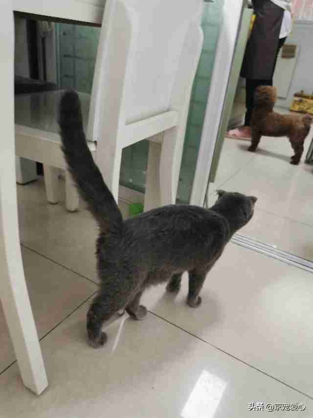 宠物猫有哪些品种（宠物猫的品种大全排行）-第5张图片