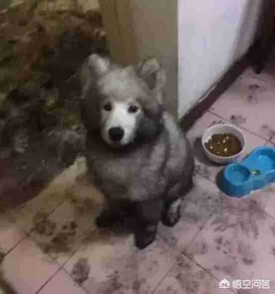 匈牙利牧羊犬图片（匈牙利长毛牧羊犬）-第15张图片