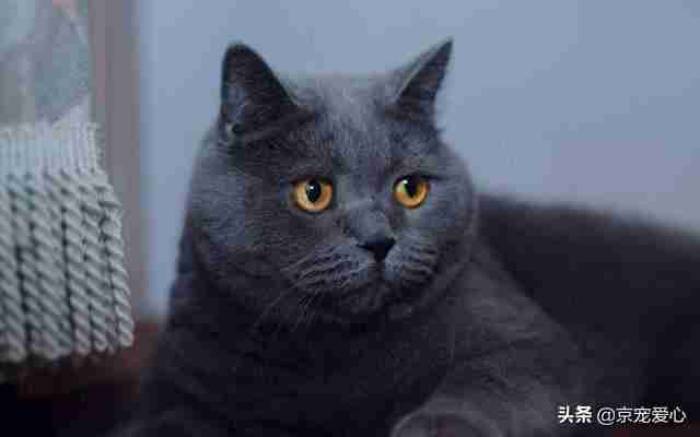 宠物猫有哪些品种（宠物猫的品种大全排行）-第3张图片