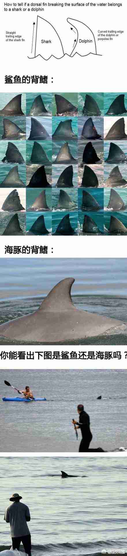 哥布林鲨鱼图片简笔画（锤头鲨鱼图片简笔画）-第7张图片