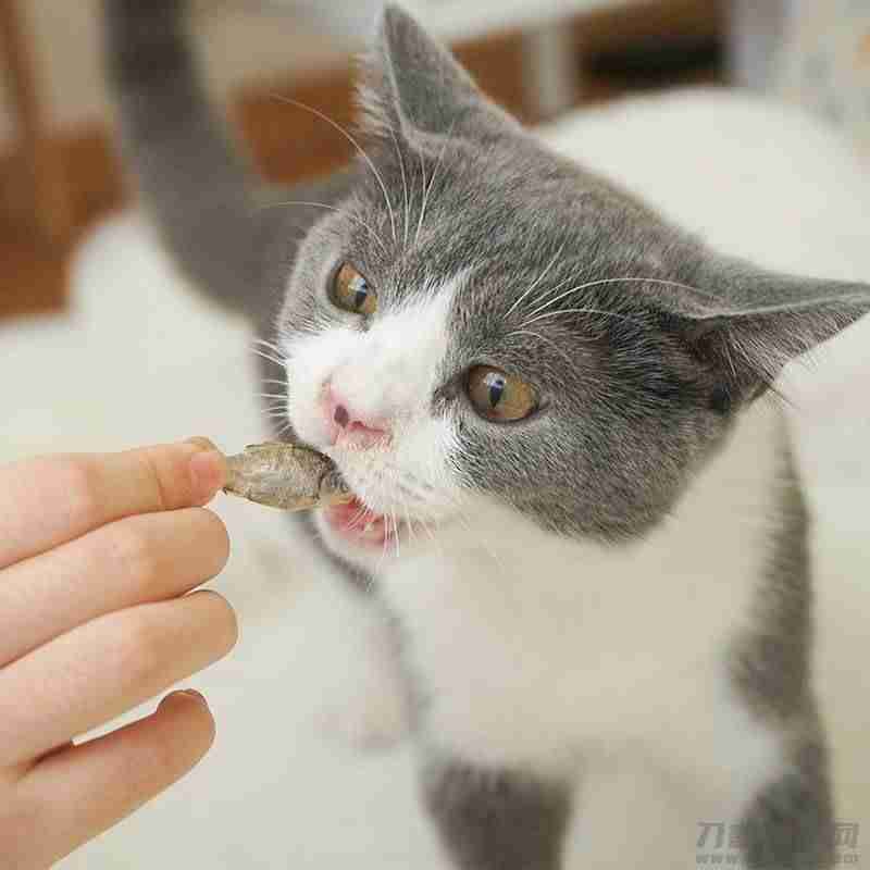 爱普士猫罐头怎么样（国产三大安全猫罐头）-第6张图片