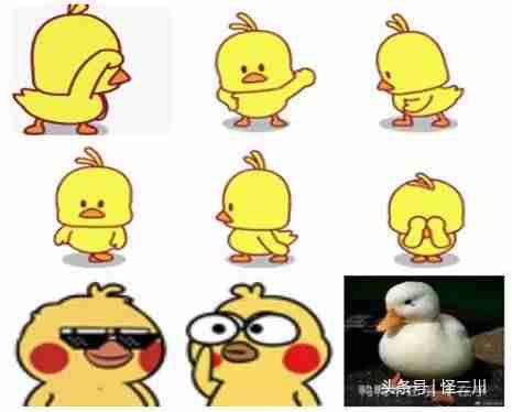 抖音小黄鸭视频音乐叫什么（抖音上有个鸭子很厉害的视频）-第1张图片