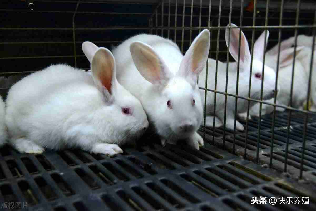 兔子养殖成本利润分析（养一千只兔子一年利润）-第1张图片