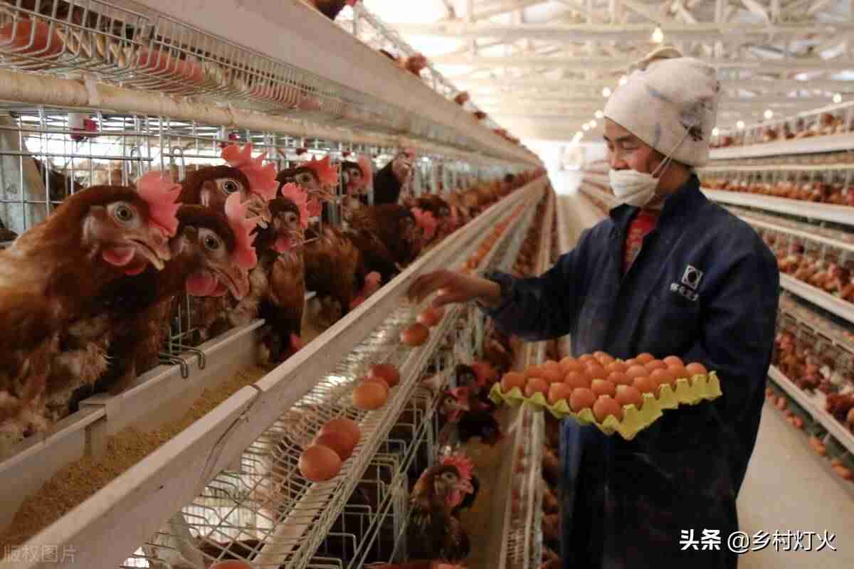 农村养殖赚钱项目（讲解利润大室内养殖）-第1张图片