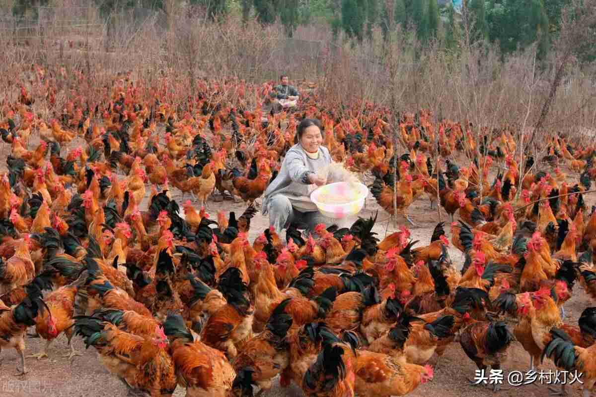农村养殖赚钱项目（讲解利润大室内养殖）-第5张图片