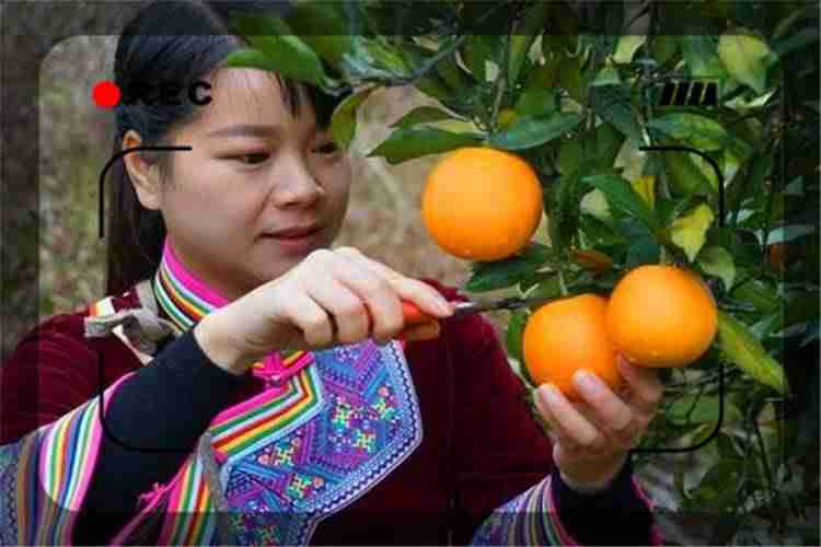 2021年农村做什么赚钱(农村最缺的生意介绍)-第5张图片 2021年农村做什么赚钱(农村最缺的生意介绍)-第5张图片