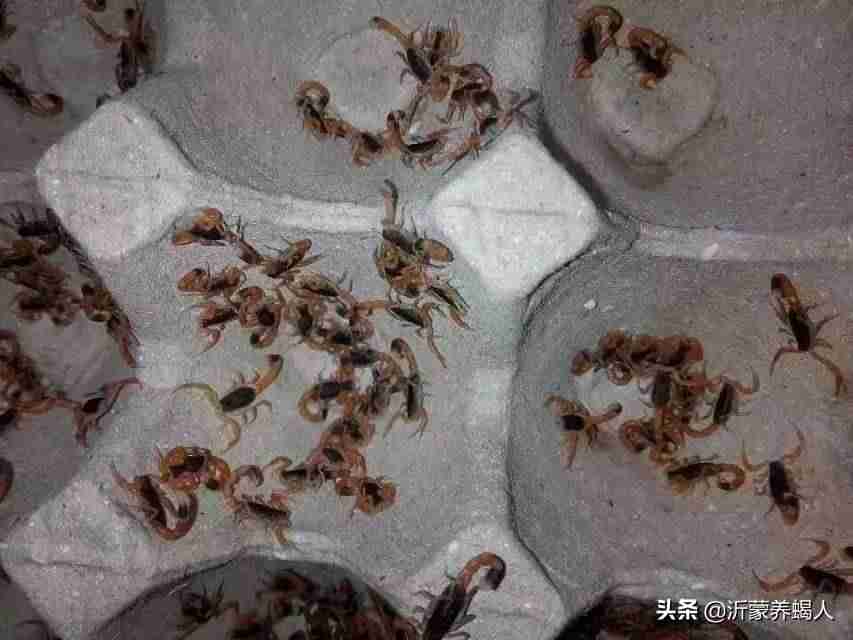 在家人工养蝎子可以赚钱么(养2000只蝎子成本和利润)-第3张图片 在家人工养蝎子可以赚钱么(养2000只蝎子成本和利润)-第3张图片