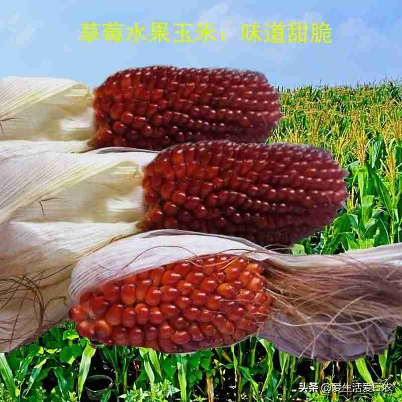 农村养什么致富快（适合农村最新养殖项目推荐）-第12张图片