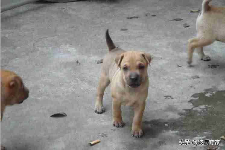 养狗挣钱吗成本多少（养土狗一百只一年利润）-第1张图片